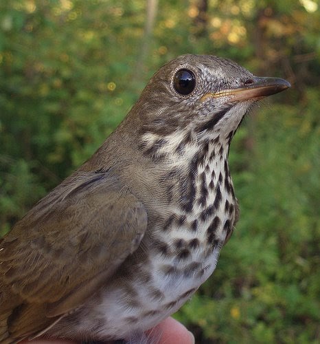 net results how do we know what thrushes are eating net results how do we know what thrushes are eating