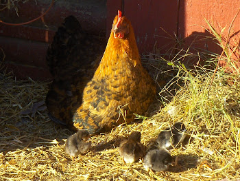 Winter Chicks