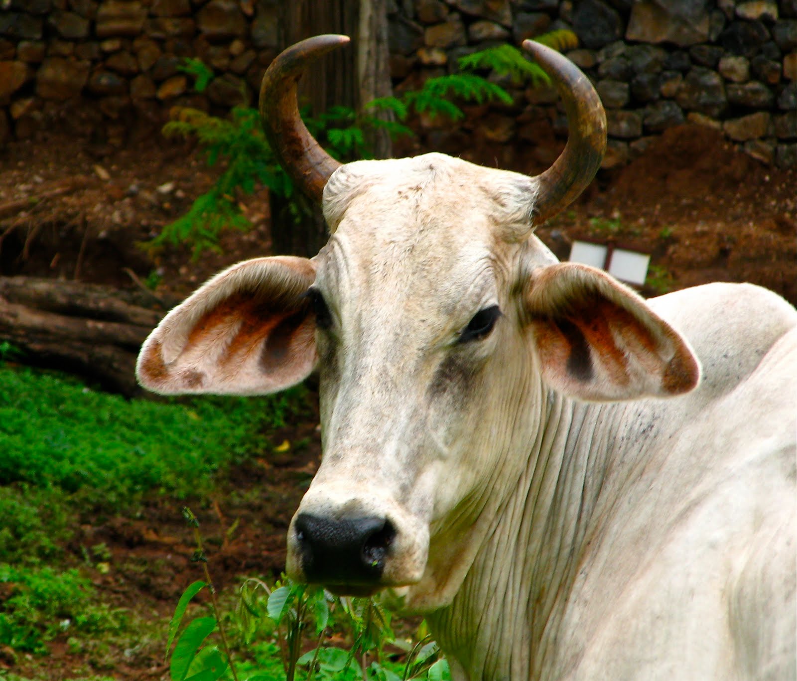 Tamarindo, Costa Rica Daily Photo Cattle