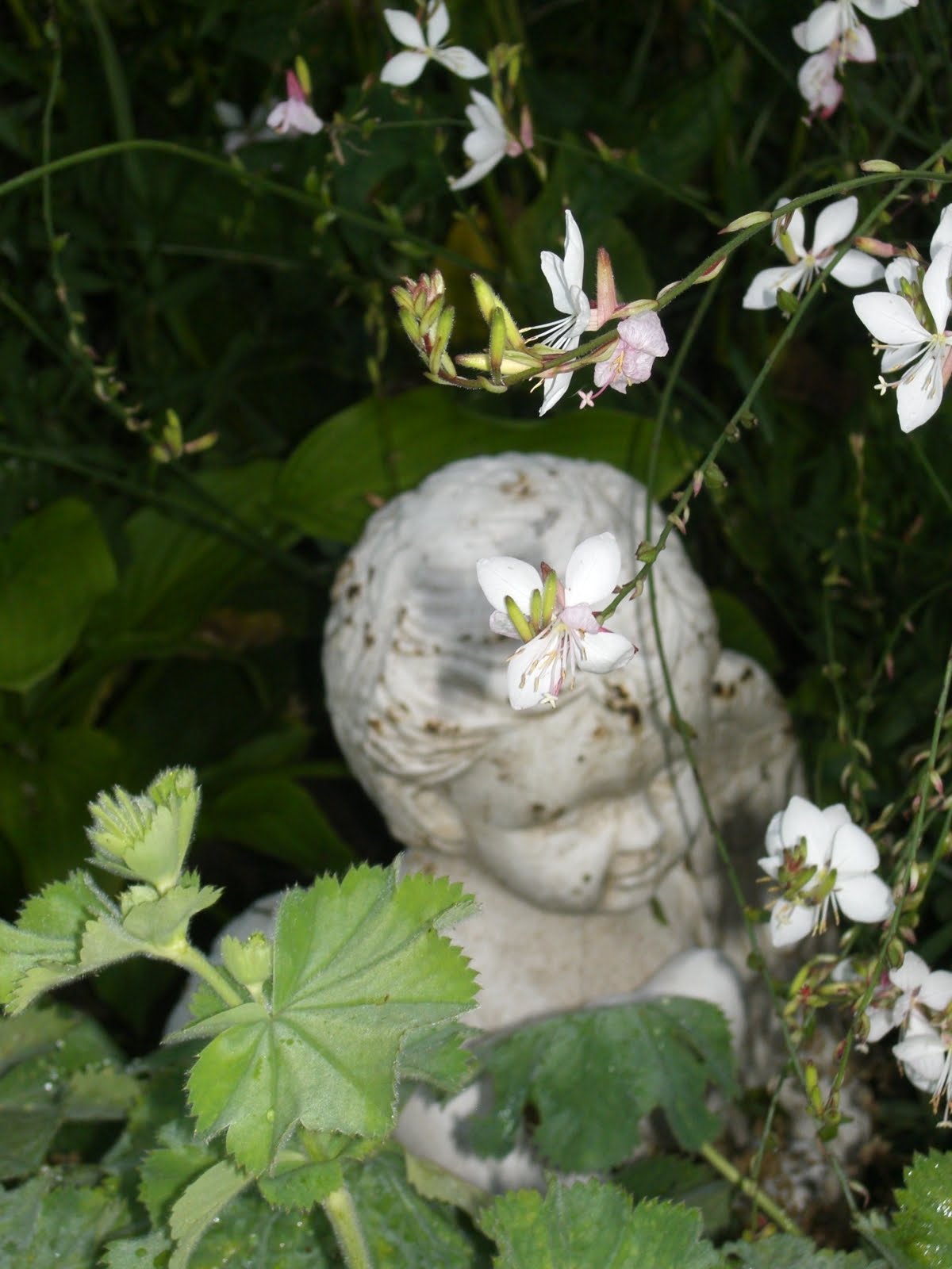 Trädgårdsmästardrömmar: augusti 2010