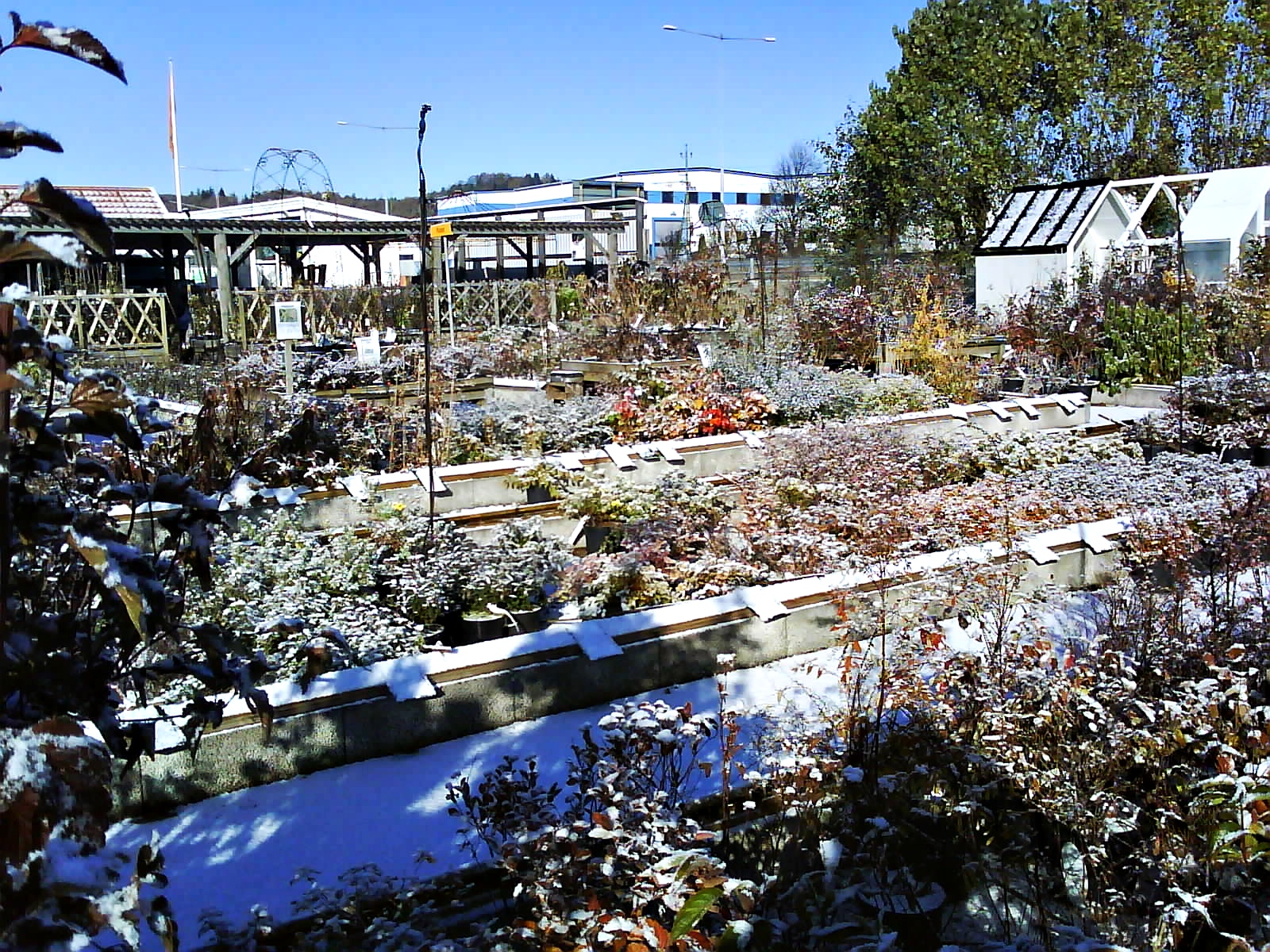 Trädgårdsmästardrömmar: november 2010