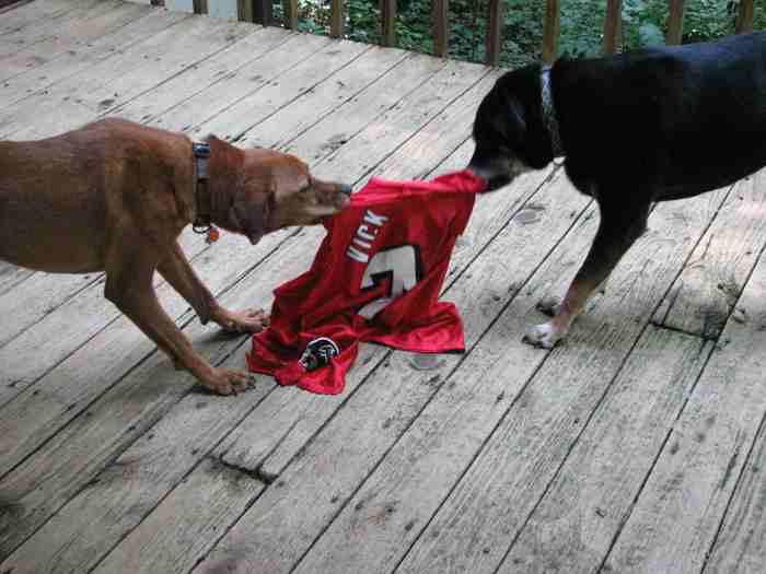 [mocking+Vick.JPG]