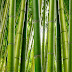 Bamboo Serenity Mural