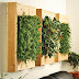Indoor Wall Plants