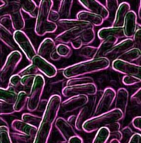 superbacterias-biologia.jpg