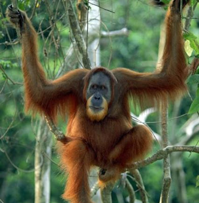 orangutanes en peligro de extincion orangutanes en peligro de extincion