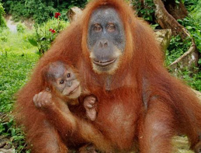 orangutan orangutan