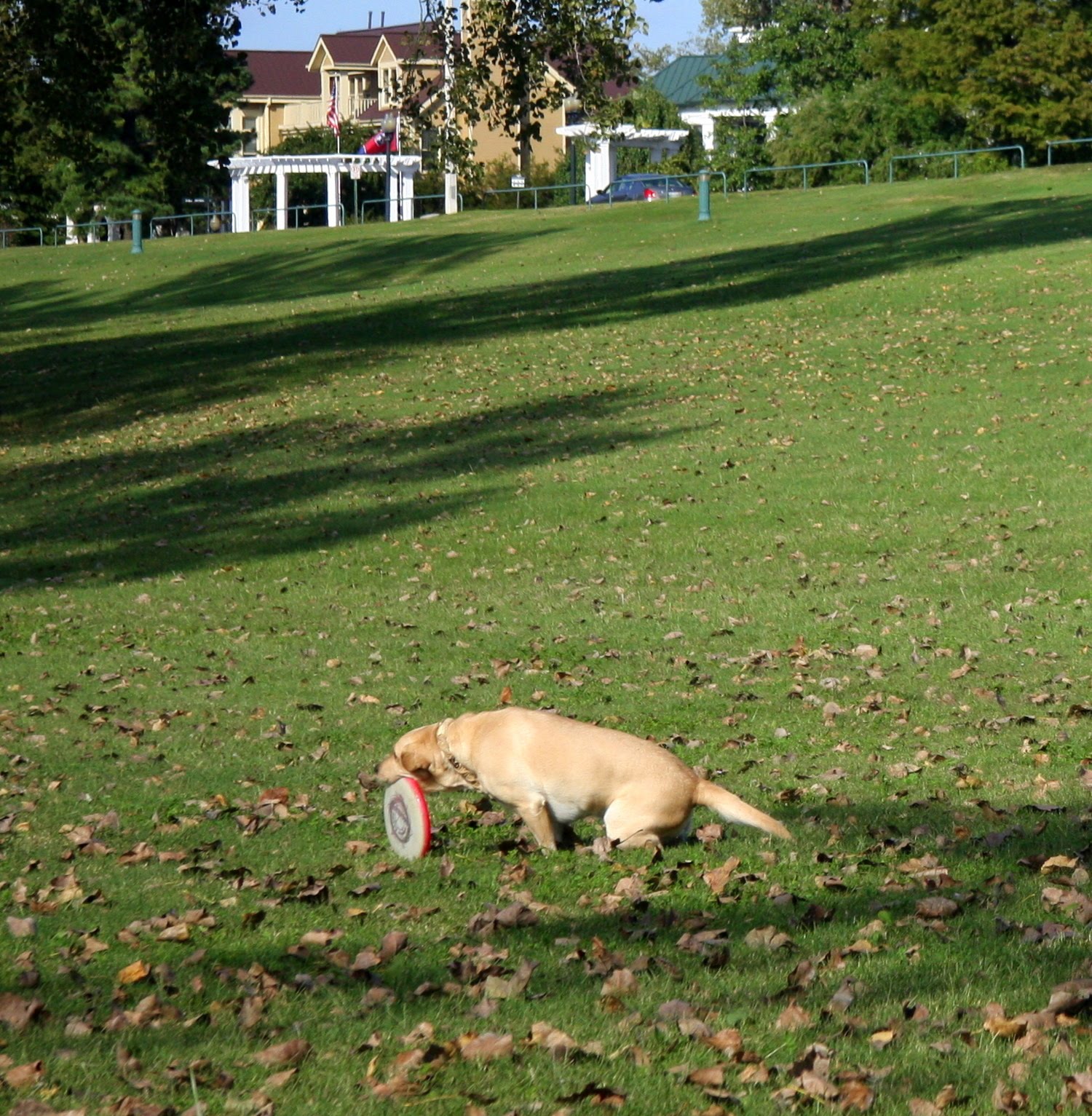 [Dog+catching+frisbee+3A.jpg]