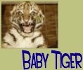 Baby Tiger: Mauling Mediocrity