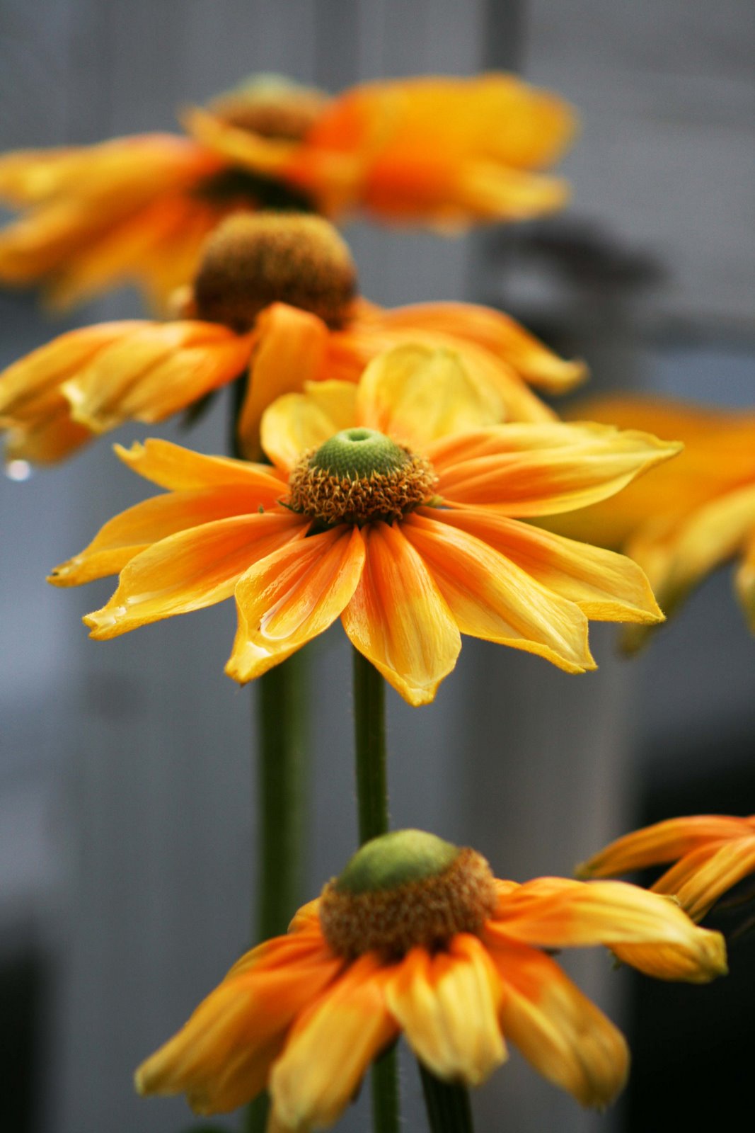 Sweet summer gifts...