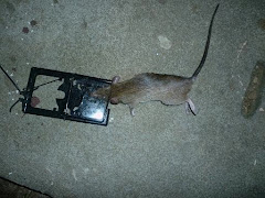 Mouse damaged
