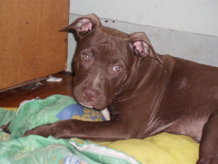Winston
