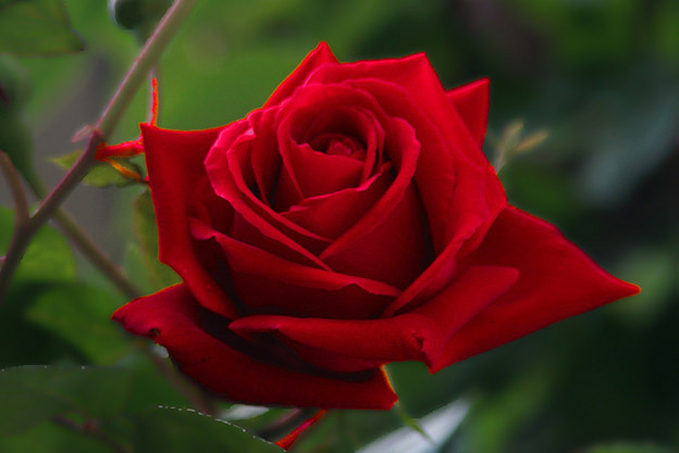 of flowers 6 - Red rose