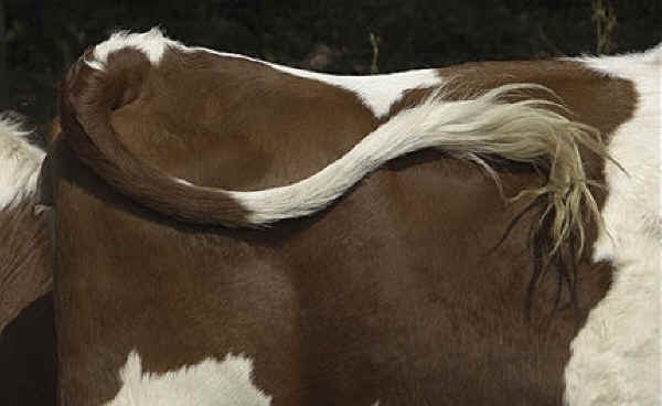 Quigley's Docking cow tails