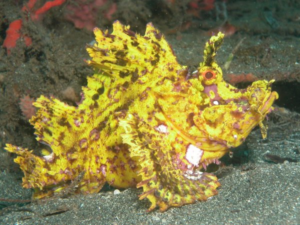 mudbay world wonders rhinopias