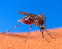 Tiada Aedes Tiada Denggi