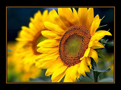 sunflower background wallpaper. Sunflower Wallpaper 1024x768
