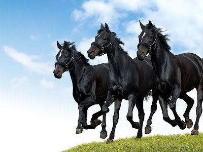 Black Horse Black Horse