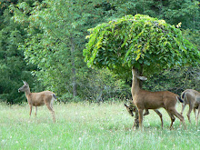 Four deer