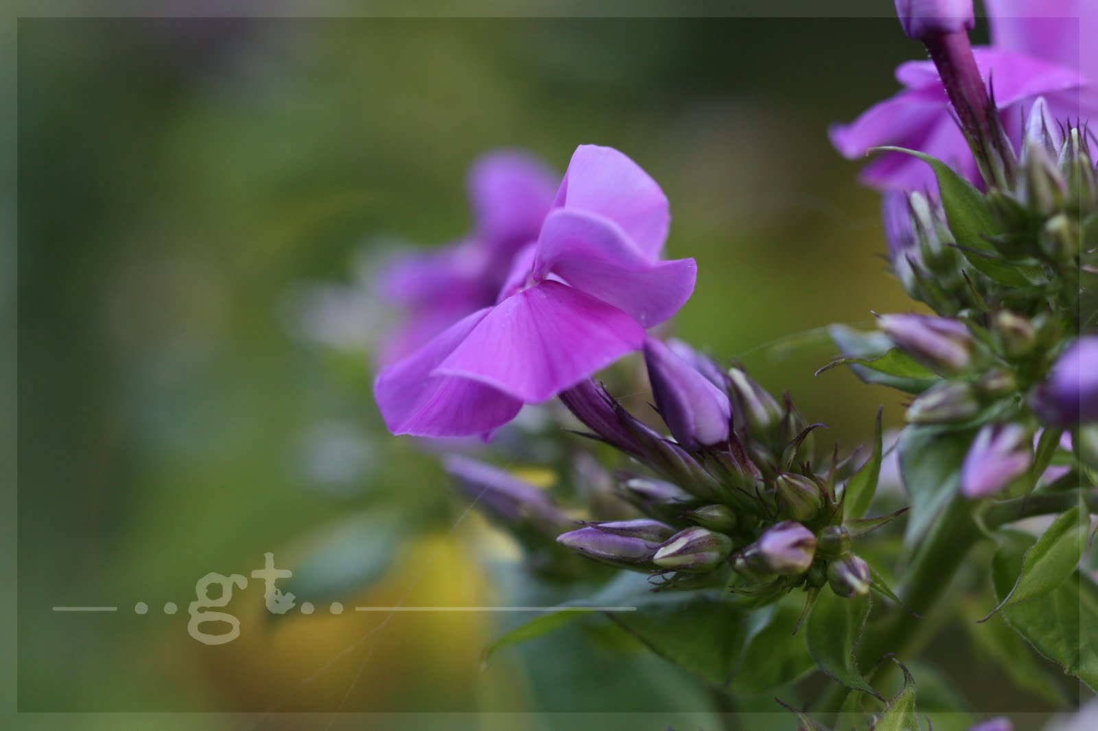 http://4.bp.blogspot.com/_rOlKu53E2Gw/TES5KYyw7wI/AAAAAAAAQfU/Hsn3RCGmHaA/s1600/IMG_6243..wm.phlox.jpg