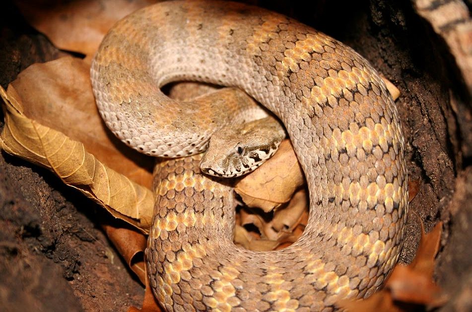 Fieldblog 20102020 Acanthophis antarcticus