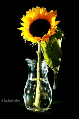 Sunflower and Vase Leeds