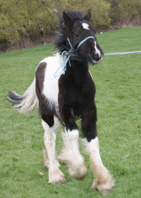 Colt Shipley Horse Fair