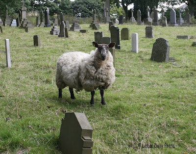 Sheep in churchyard Rawdon
