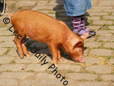 Image Copyright