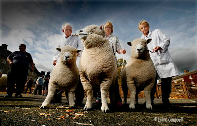 Sheep Fair