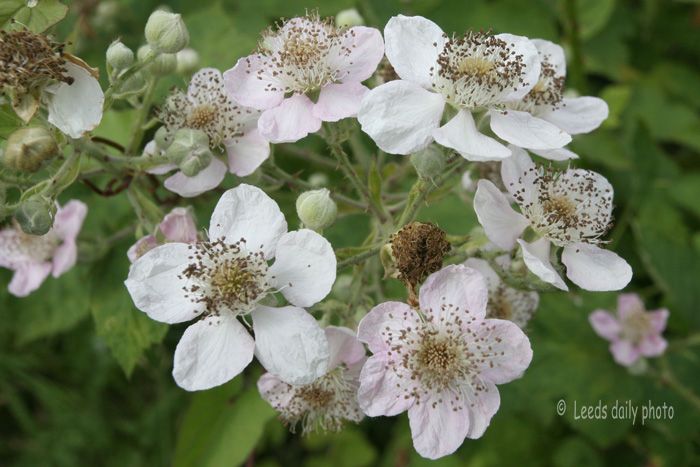 Blackberry Flower