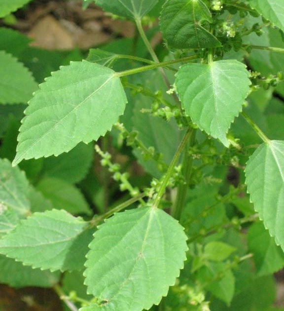 Materia Medica Homeopatica ACALYPHA INDICA (Acalifa ú Ortiga India)