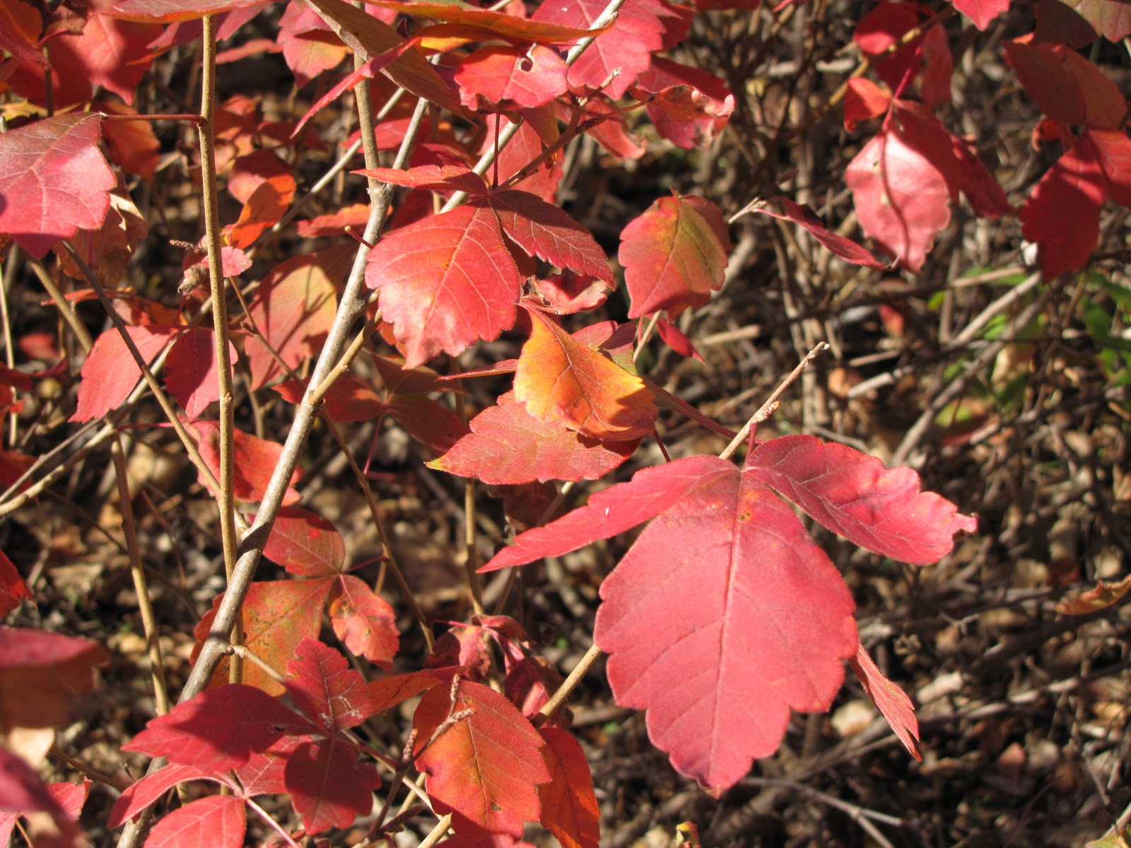 Briar Patch Posts Sumac A Virginia Surprise