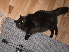 The Furriest Black Cat