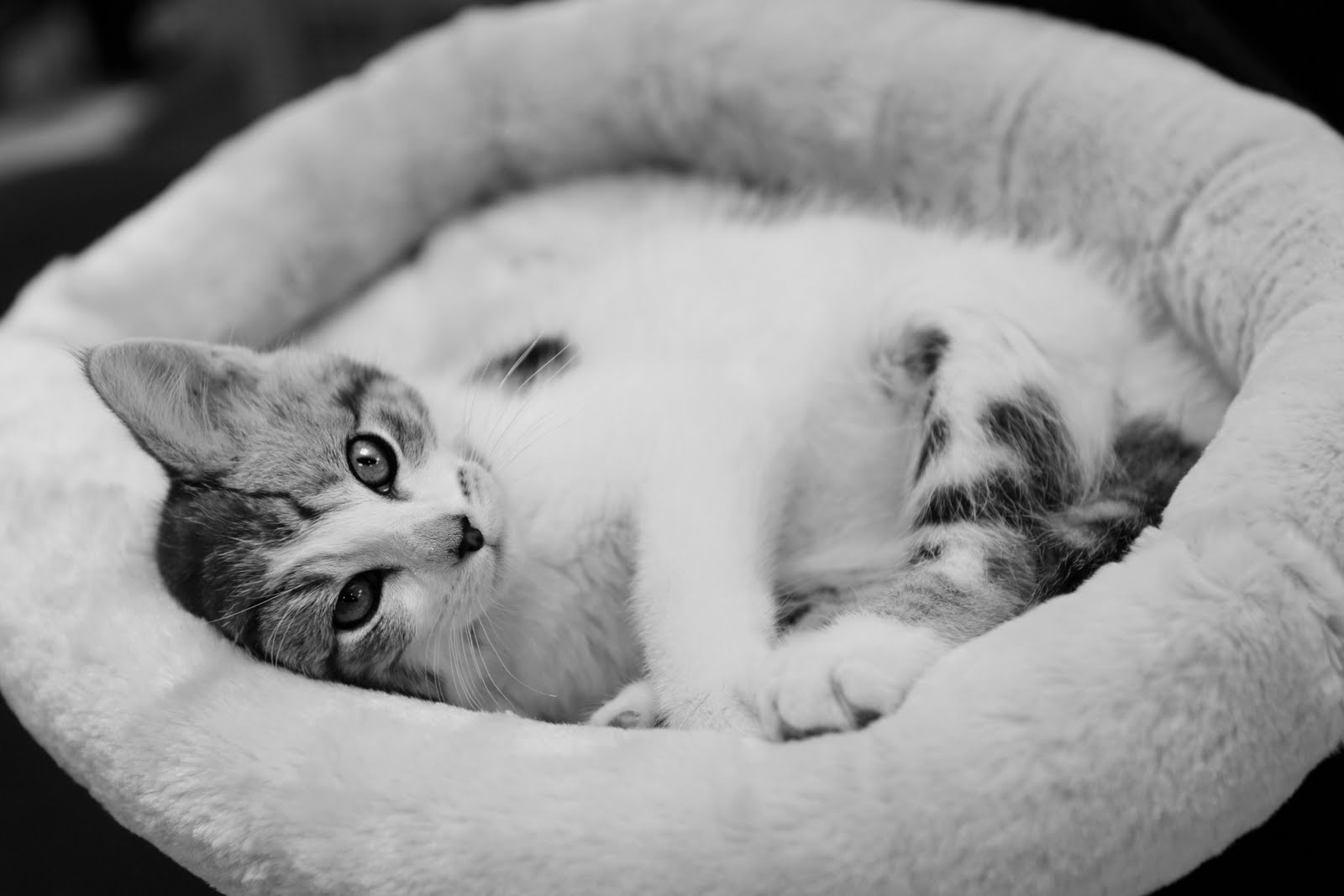 Guardian Angels Cat Rescue Inc Guardian Angels Cat Rescue Inc