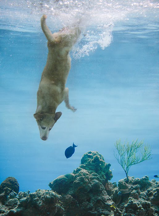 [Magsdiving2.jpg]