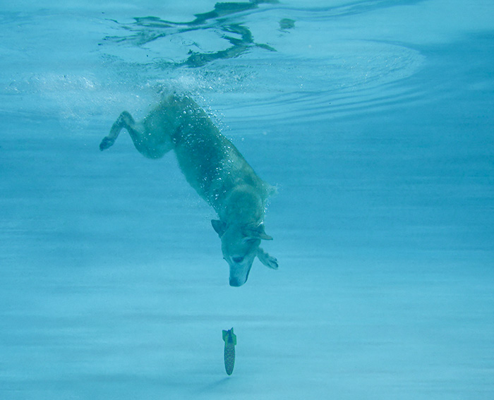 [Magsdiving6.jpg]