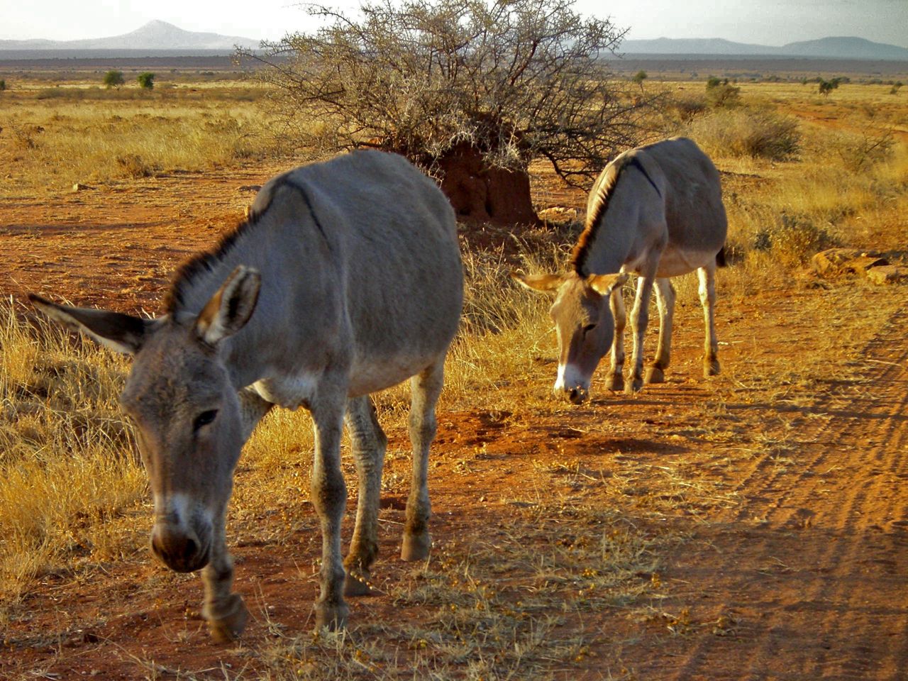 DonkeysKilimanjaro1.jpg