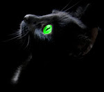 Nightwatcher~Medicine Cat~He Cat