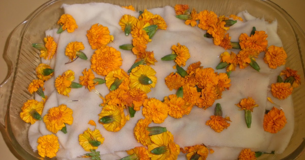 The Middle Sister Marigold Dyeing