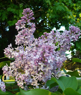 Laughing With Angels My Lilacs 2016