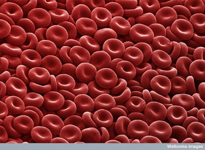 15 imágenes microscópicas del cuerpo humano. 1.+Red+blood+cells