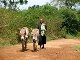 woman walking her mules