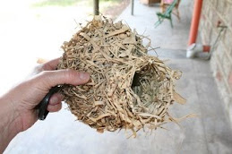 Rejected weaver's nest