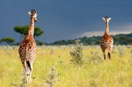 Fleeing giraffes against the darkening sky