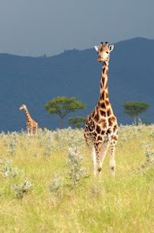 juvenile Rothschild giraffe