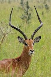 a beautiful impala
