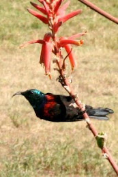 Red Chested Sunbird