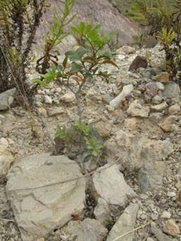 Acciones de voluntariado para el control de la erosion