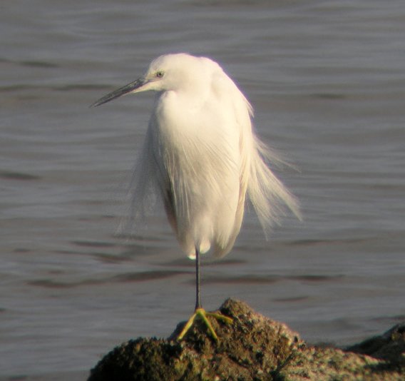 [Egretta+garzetta+043+para+Blog+ANSE.jpg]